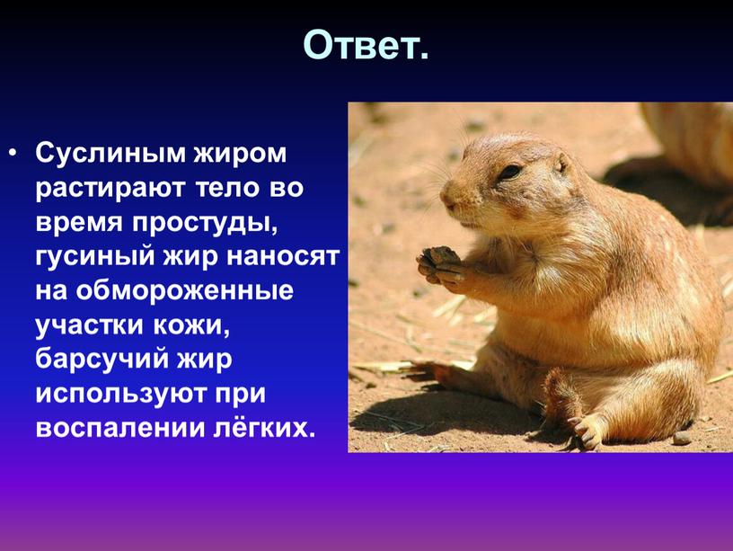 Ответ. Суслиным жиром растирают тело во время простуды, гусиный жир наносят на обмороженные участки кожи, барсучий жир используют при воспалении лёгких