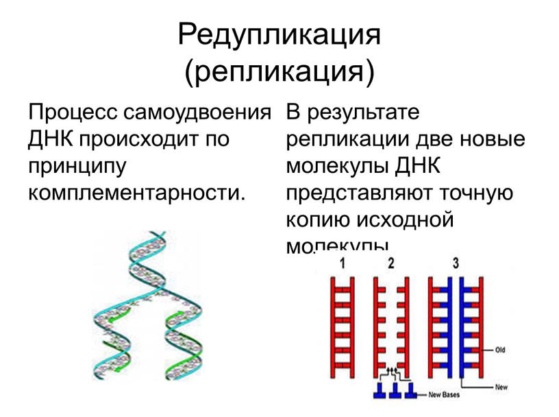 Редупликация (репликация) Процесс самоудвоения