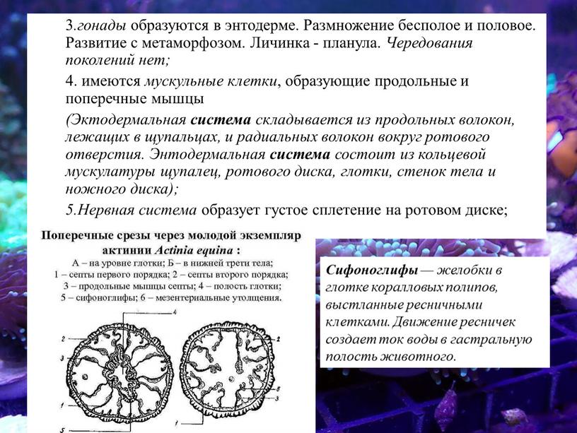 Размножение бесполое и половое