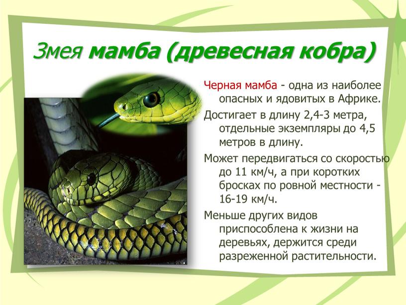 Змея мамба (древесная кобра) Черная мамба - одна из наиболее опасных и ядовитых в