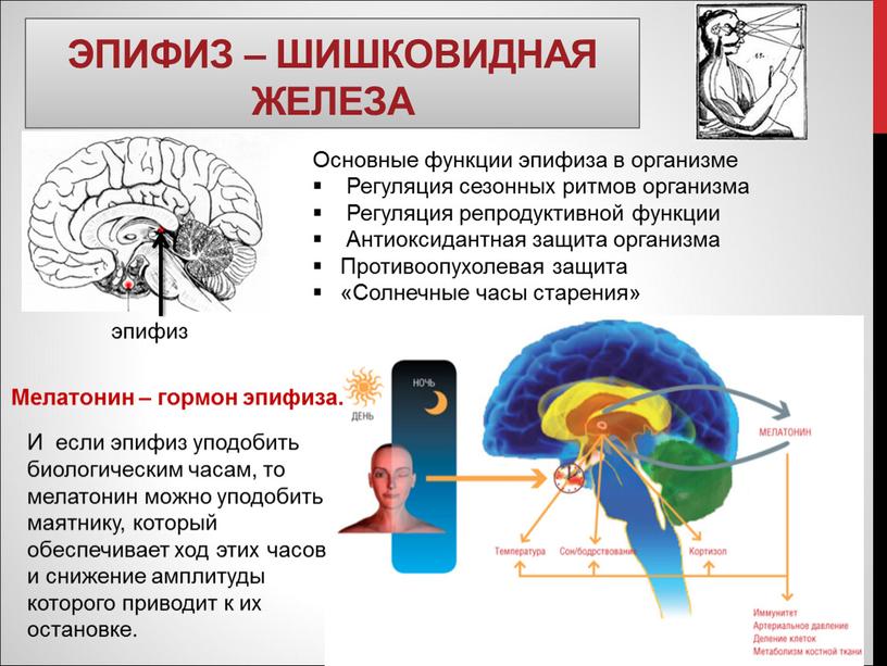 Эпифиз – шишковидная железа Основные функции эпифиза в организме