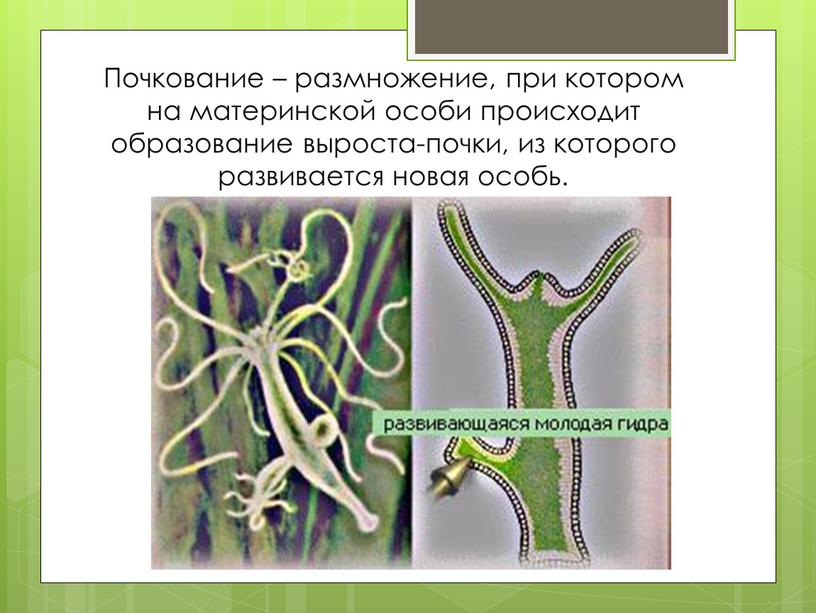 Почкование – размножение, при котором на материнской особи происходит образование выроста-почки, из которого развивается новая особь