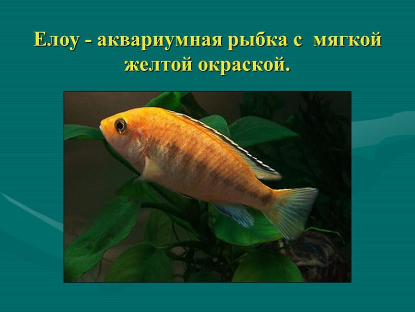 Елоу - аквариумная рыбка с мягкой желтой окраской