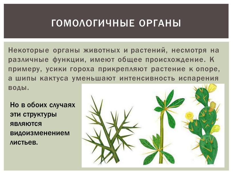 Некоторые органы животных и растений, несмотря на различные функции, имеют общее происхождение