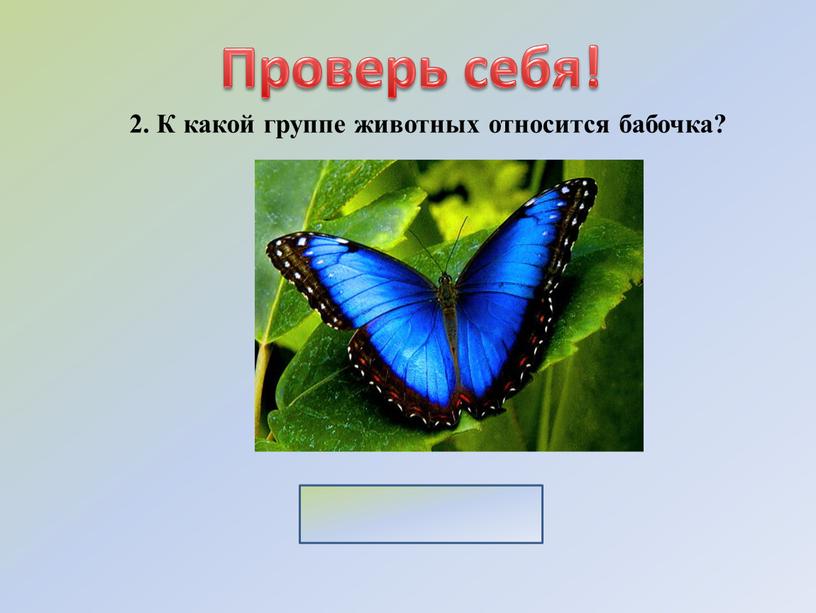 Проверь себя! 2. К какой группе животных относится бабочка?