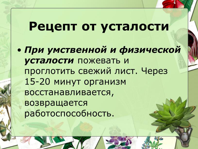 Рецепт от усталости При умственной и физической усталости пожевать и проглотить свежий лист