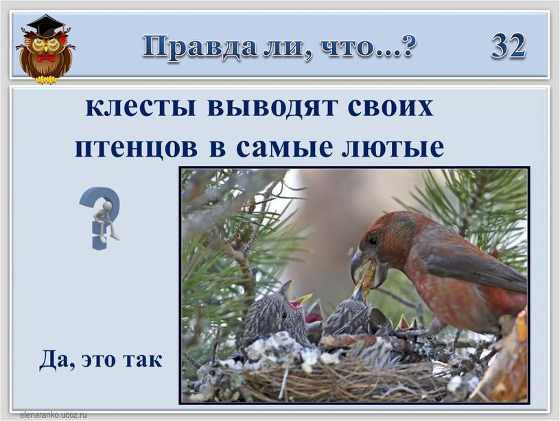 Правда ли, что…? 32 клесты выводят своих птенцов в самые лютые морозы?