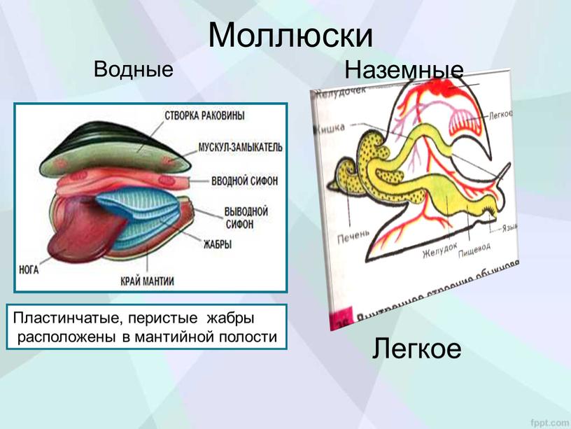 Моллюски Пластинчатые, перистые жабры расположены в мантийной полости