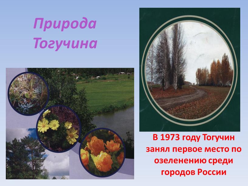 Природа Тогучина В 1973 году Тогучин занял первое место по озеленению среди городов