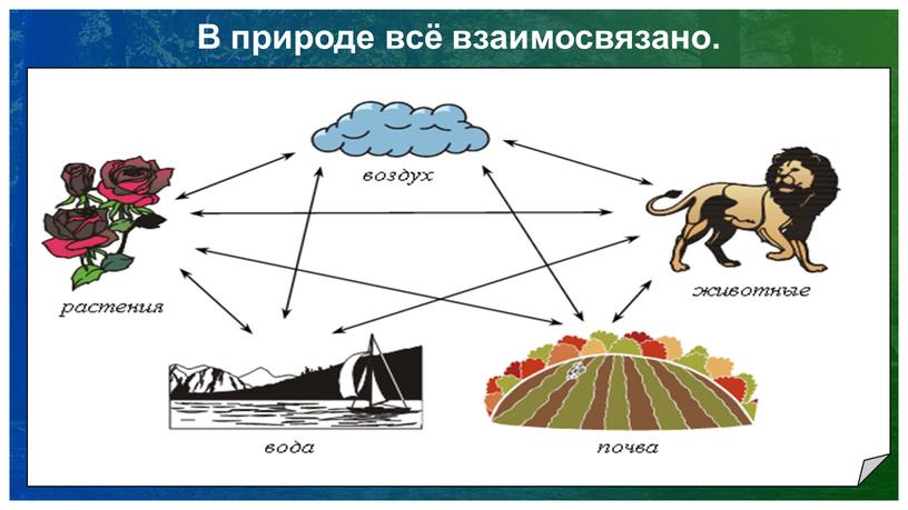 В природе всё взаимосвязано.