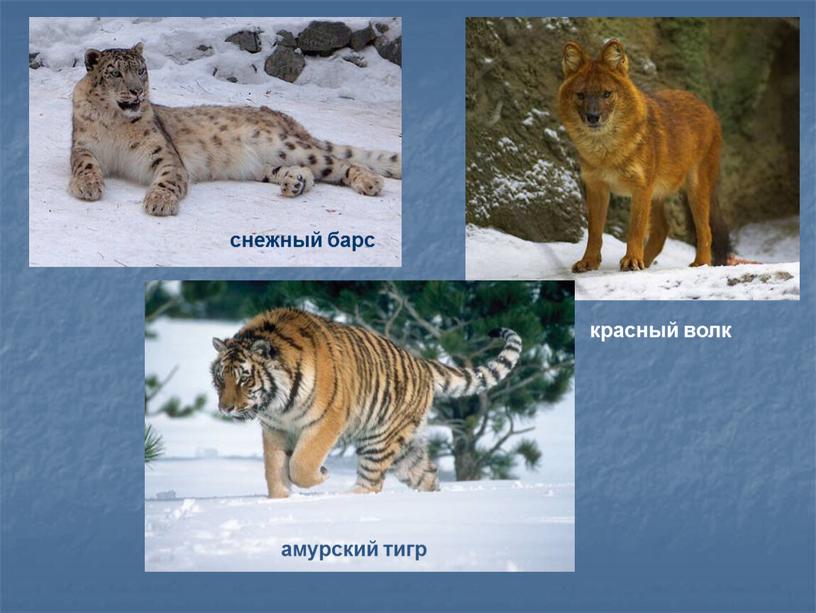 снежный барс красный волк амурский тигр