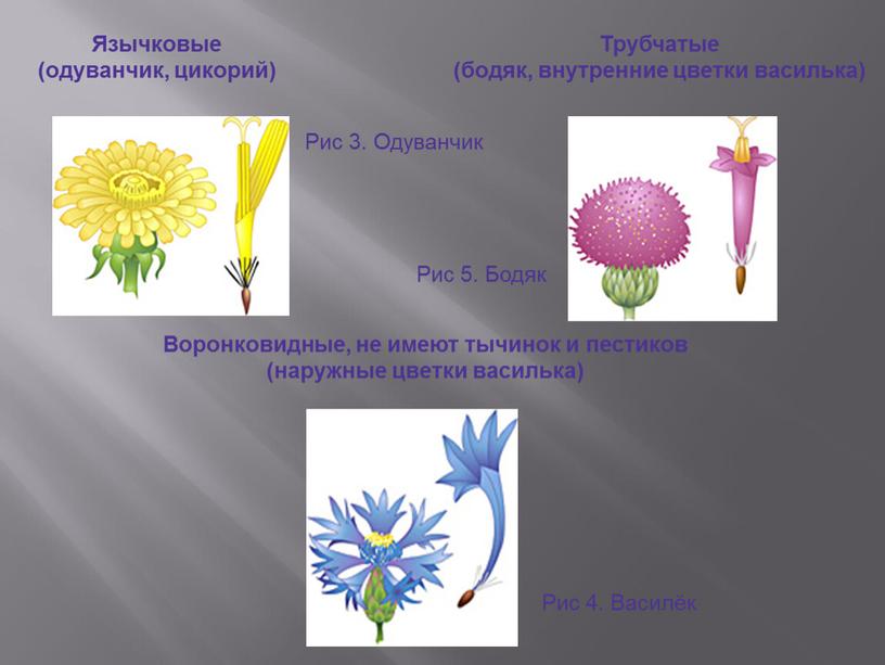 Язычковые (одуванчик, цикорий)