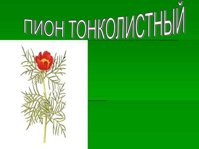 ПИОН ТОНКОЛИСТНЫЙ