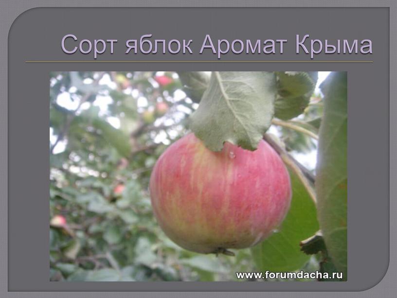 Сорт яблок Аромат Крыма