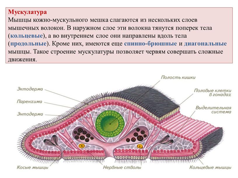 Мускулатура Мышцы кожно-мускульного мешка слагаются из нескольких слоев мышечных волокон