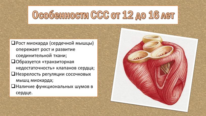 Рост миокарда (сердечной мышцы) опережает рост и развитие соединительной ткани;