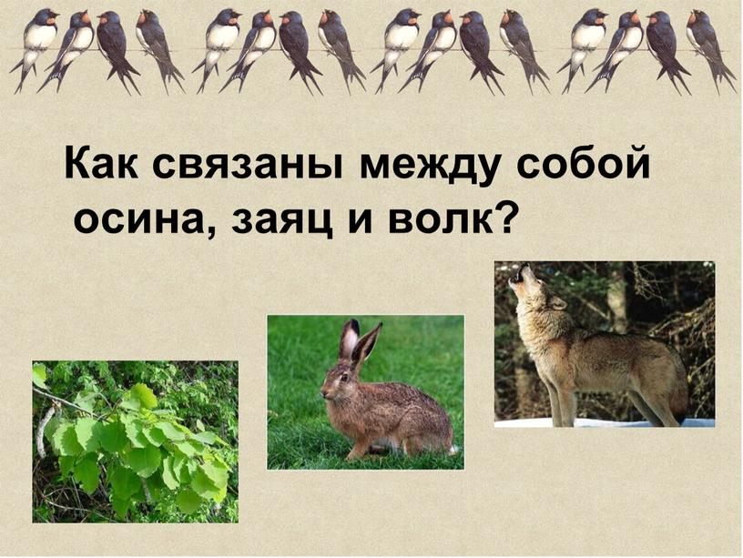 Как связаны между собой осина, заяц и волк?