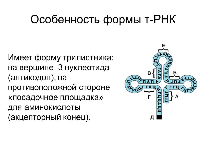 Особенность формы т-РНК Имеет форму трилистника: на вершине 3 нуклеотида (антикодон), на противоположной стороне «посадочное площадка» для аминокислоты (акцепторный конец)