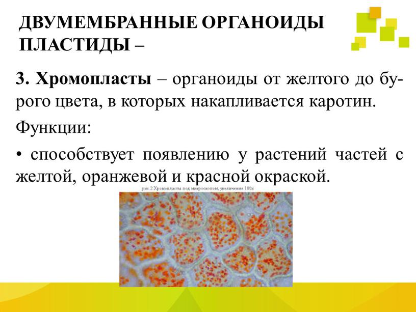 ДВУМЕМБРАННЫЕ ОРГАНОИДЫ ПЛАСТИДЫ – 3