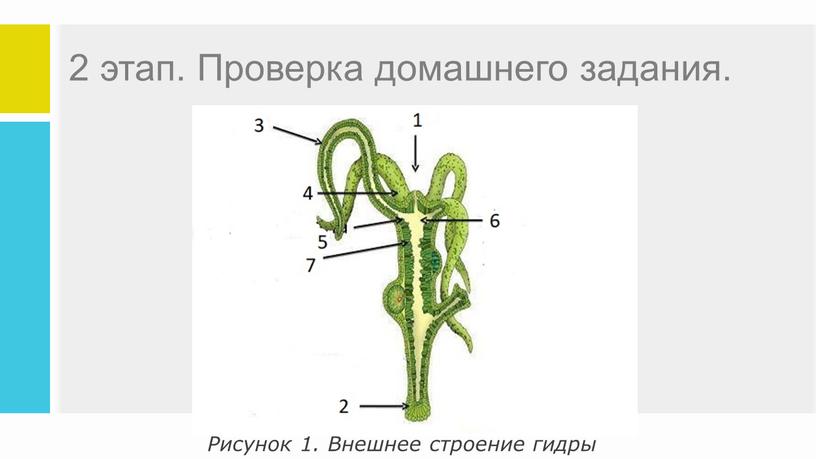 Проверка домашнего задания. Рисунок 1