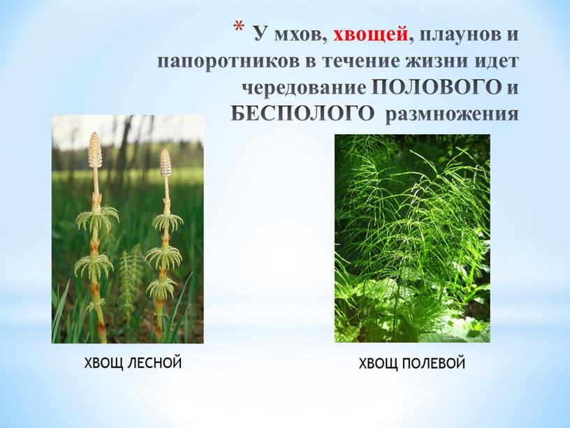 У мхов, хвощей, плаунов и папоротников в течение жизни идет чередование