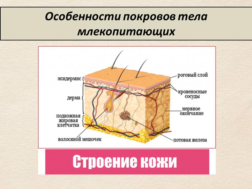 Особенности покровов тела млекопитающих