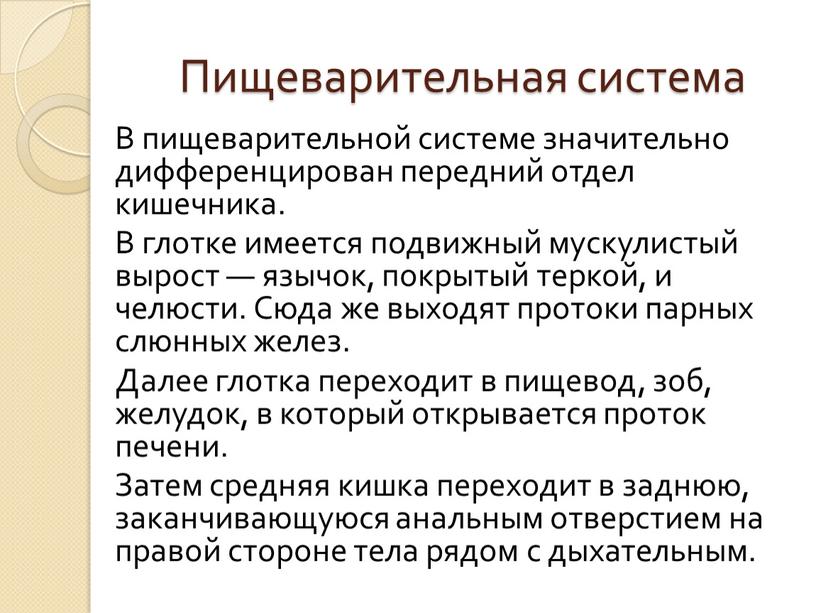 Пищеварительная система В пищеварительной системе значительно дифференцирован передний отдел кишечника