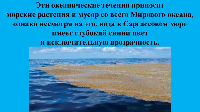 Эти океанические течения приносят морские растения и мусор со всего