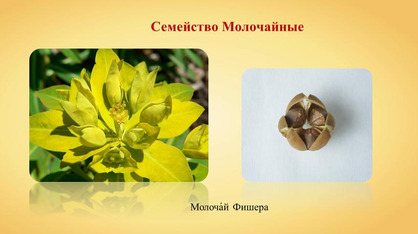 Семейство Молочайные Молоча́й Фишера