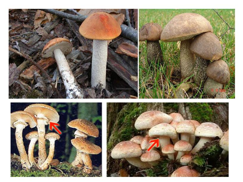 Шляпочные грибы  7 класс