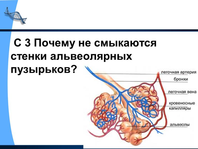 С 3 Почему не смыкаются стенки альвеолярных пузырьков?