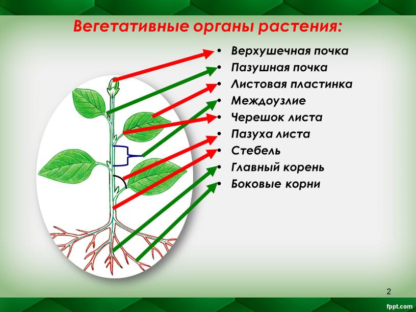 Вегетативные органы растения: Верхушечная почка