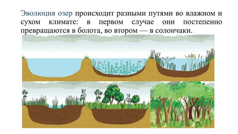 Эволюция озер происходит разными путями во влажном и сухом климате: в первом случае они постепенно превращаются в болота, во втором — в солончаки