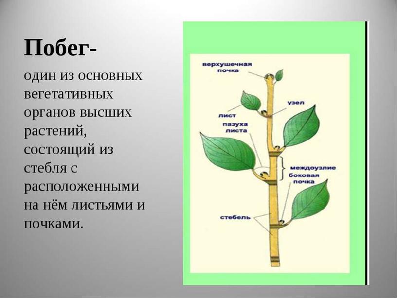 Царства растений