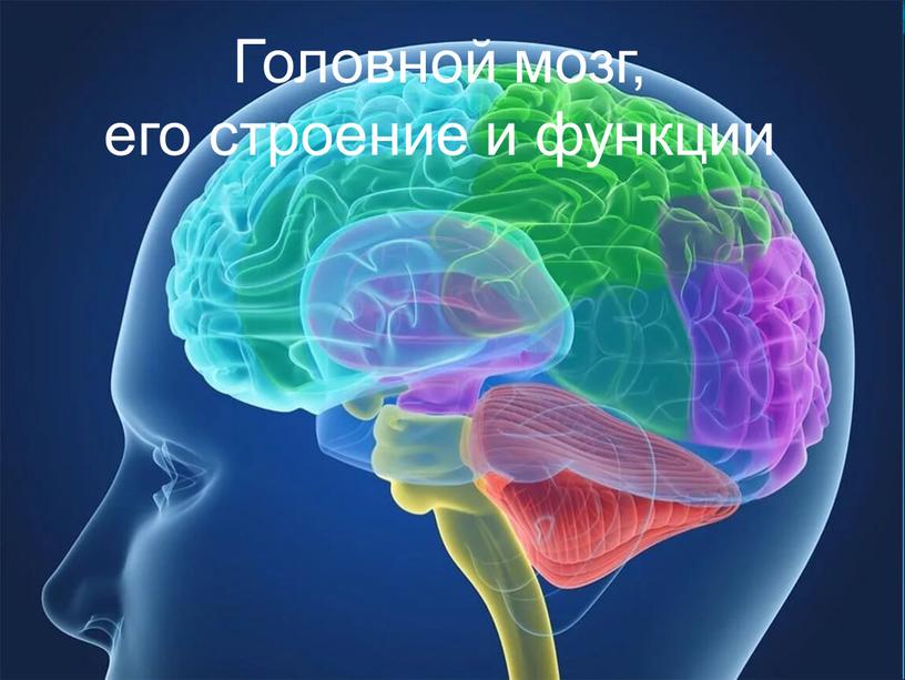 Головной мозг, его строение и функции