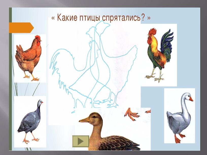 Презентация на тему: "Домашние птицы".
