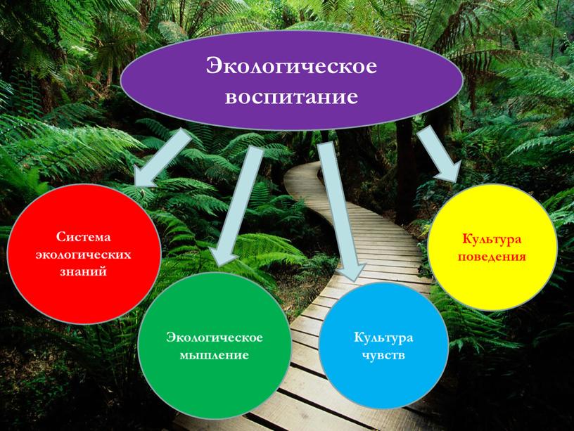 Экологическое воспитание Система экологических знаний