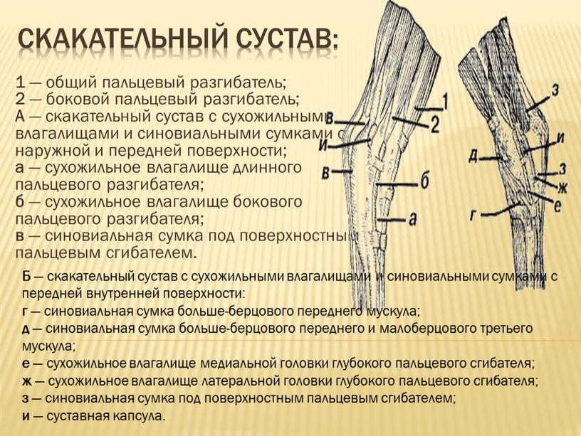 Скакательный сустав: 1 — общий пальцевый разгиба­тель; 2 — боковой пальцевый разгиба­тель;