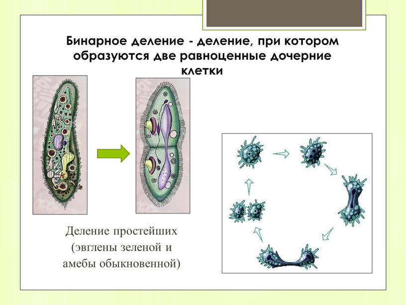 Бинарное деление - деление, при котором образуются две равноценные дочерние клетки