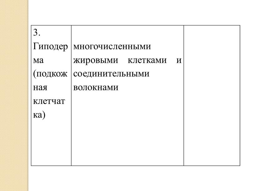 Гиподерма (подкожная клетчатка) многочисленными жировыми клетками и соединительными волокнами