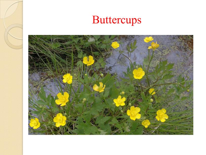 Buttercups