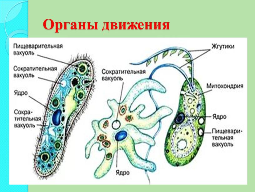 Какие организмы представлены на рисунке. Органоиды движения простейших таблица. Органоиды движения простейших биология 7 класс. Органоиды движения схема. Органоиды движения клетки жгутики реснички ложноножки.