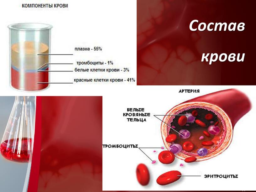 Состав крови