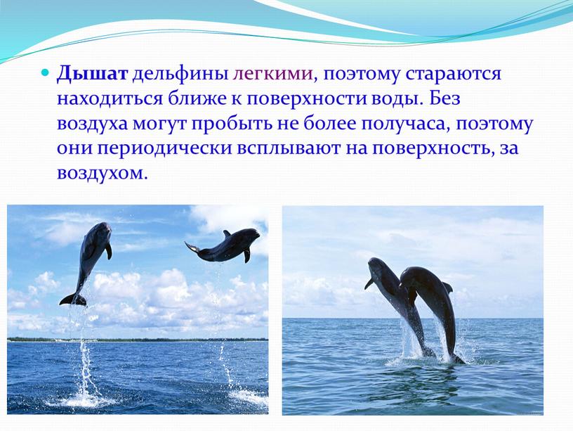 Дышат дельфины легкими, поэтому стараются находиться ближе к поверхности воды