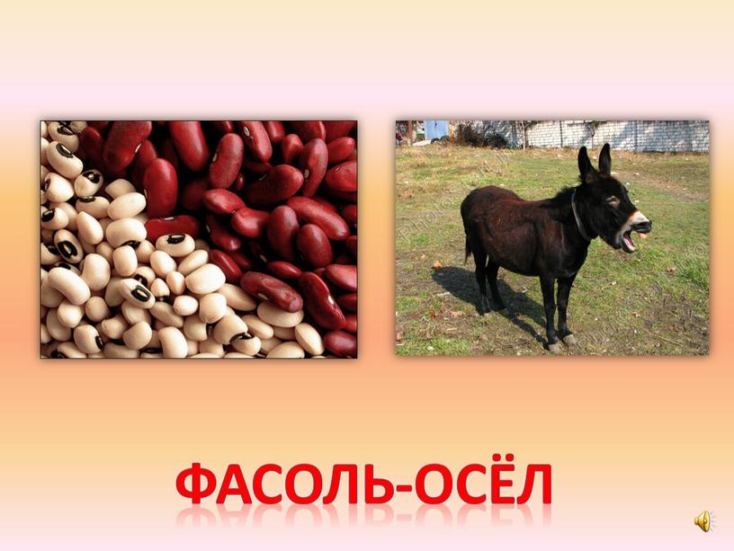 Фасоль-осёл