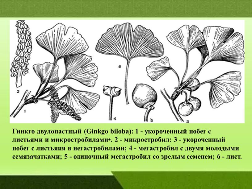 Гинкго двулопастный (Ginkgo biloba): 1 - укороченный побег с листьями и микростробилами•