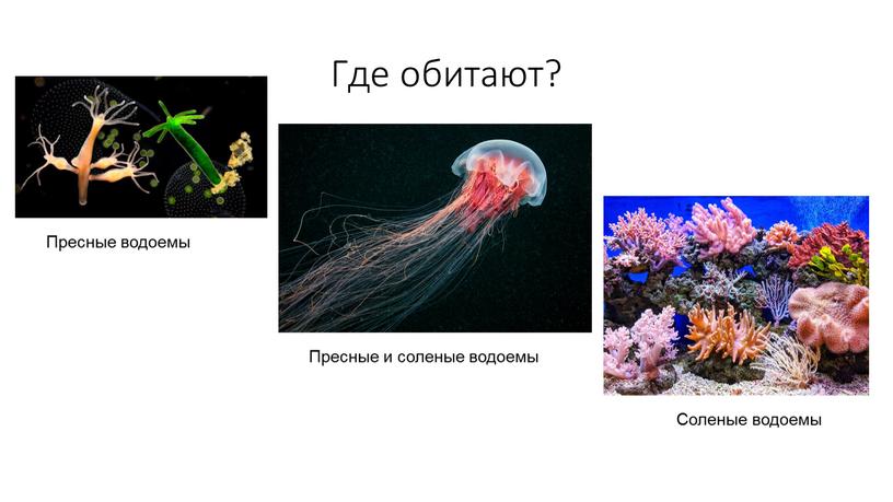 Где обитают? Пресные водоемы Пресные и соленые водоемы