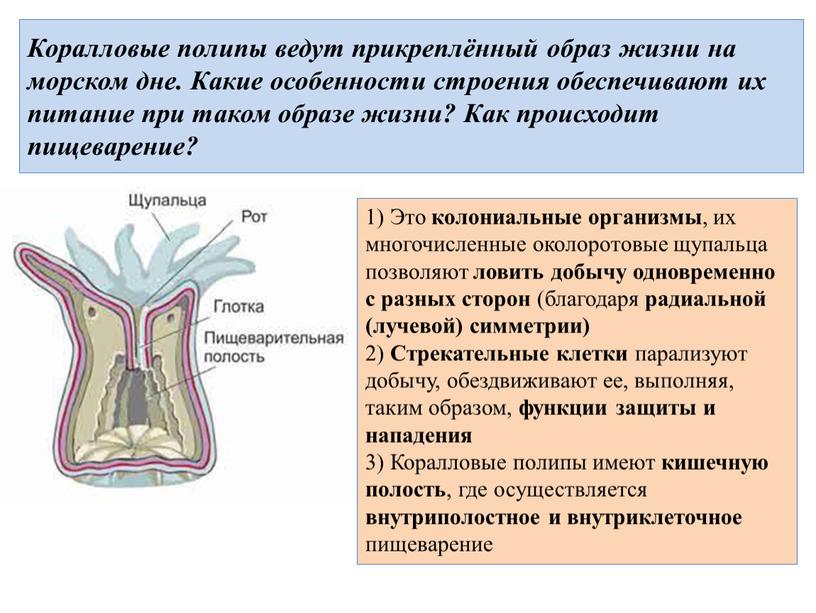 Коралловые полипы ведут прикреплённый образ жизни на морском дне