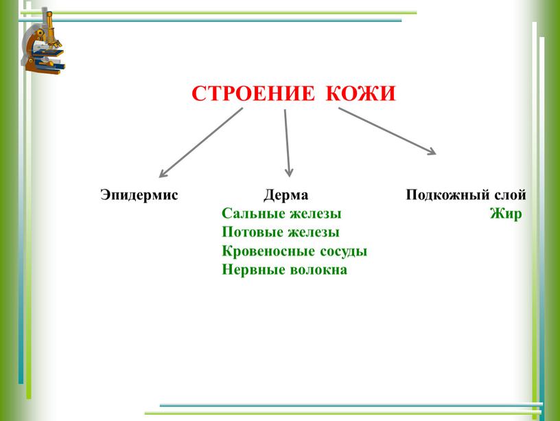 СТРОЕНИЕ КОЖИ Эпидермис