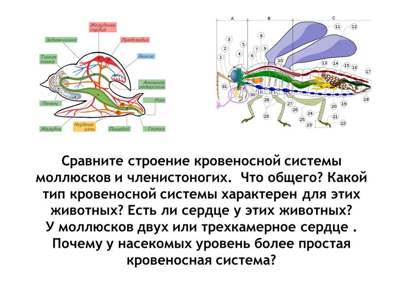 Сравните строение кровеносной системы моллюсков и членистоногих